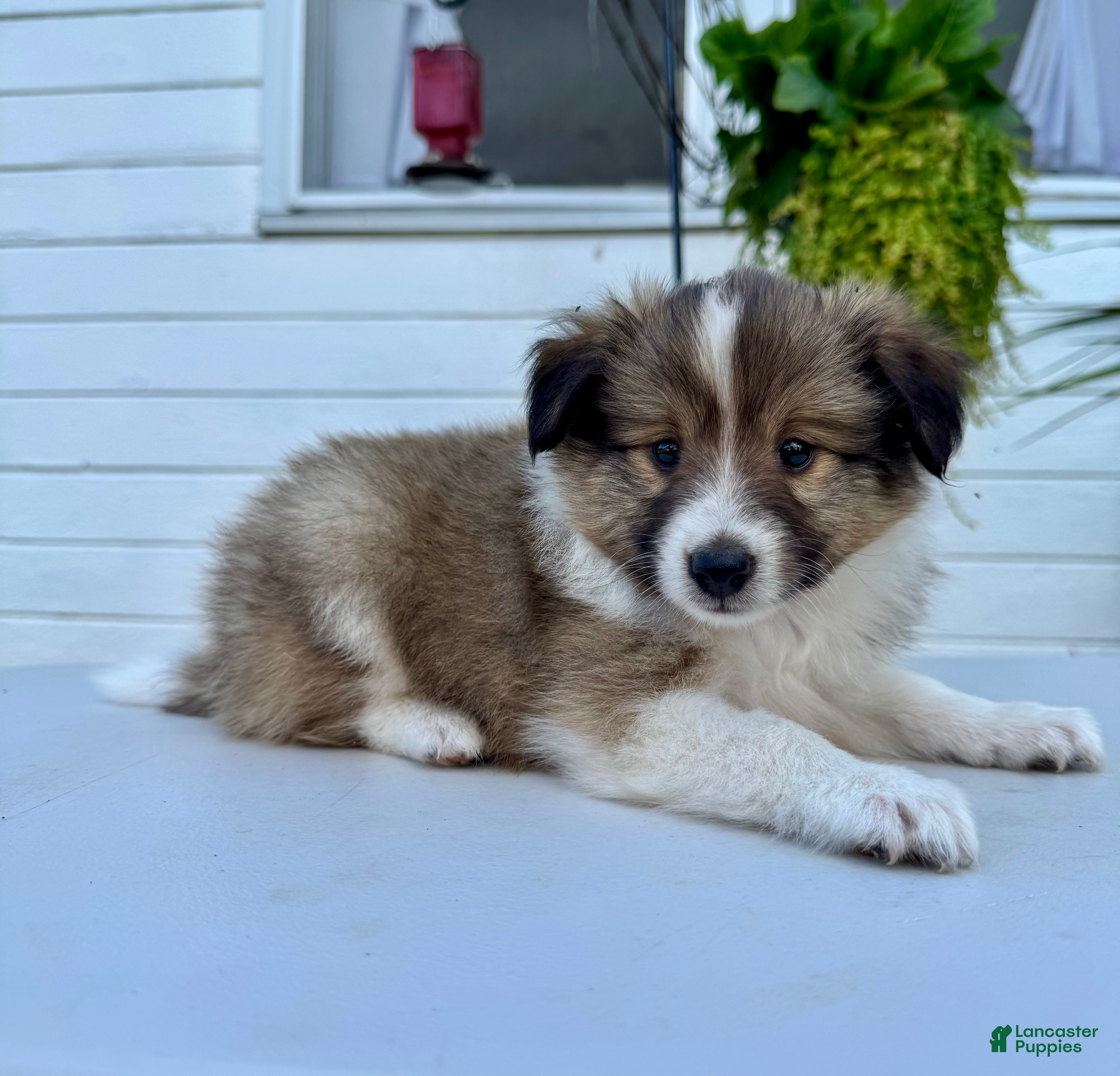 Shetland Sheepdog dogs Teddy  - Ad 1