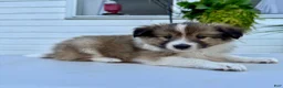 Shetland Sheepdog dogs for sale: Teddy  - Ad 1