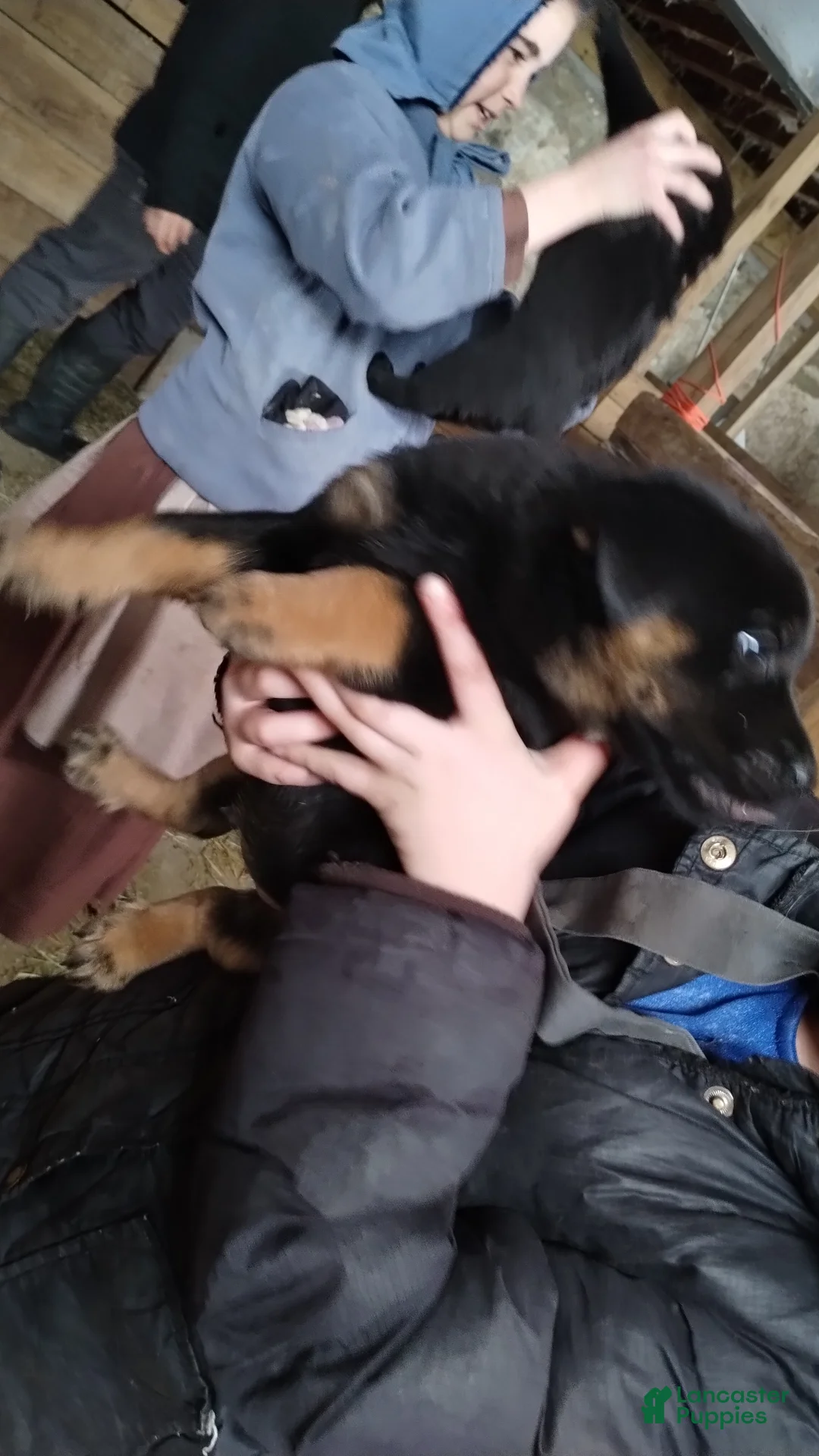 Mixed Breed dogs for sale: Gunner - Ad 3