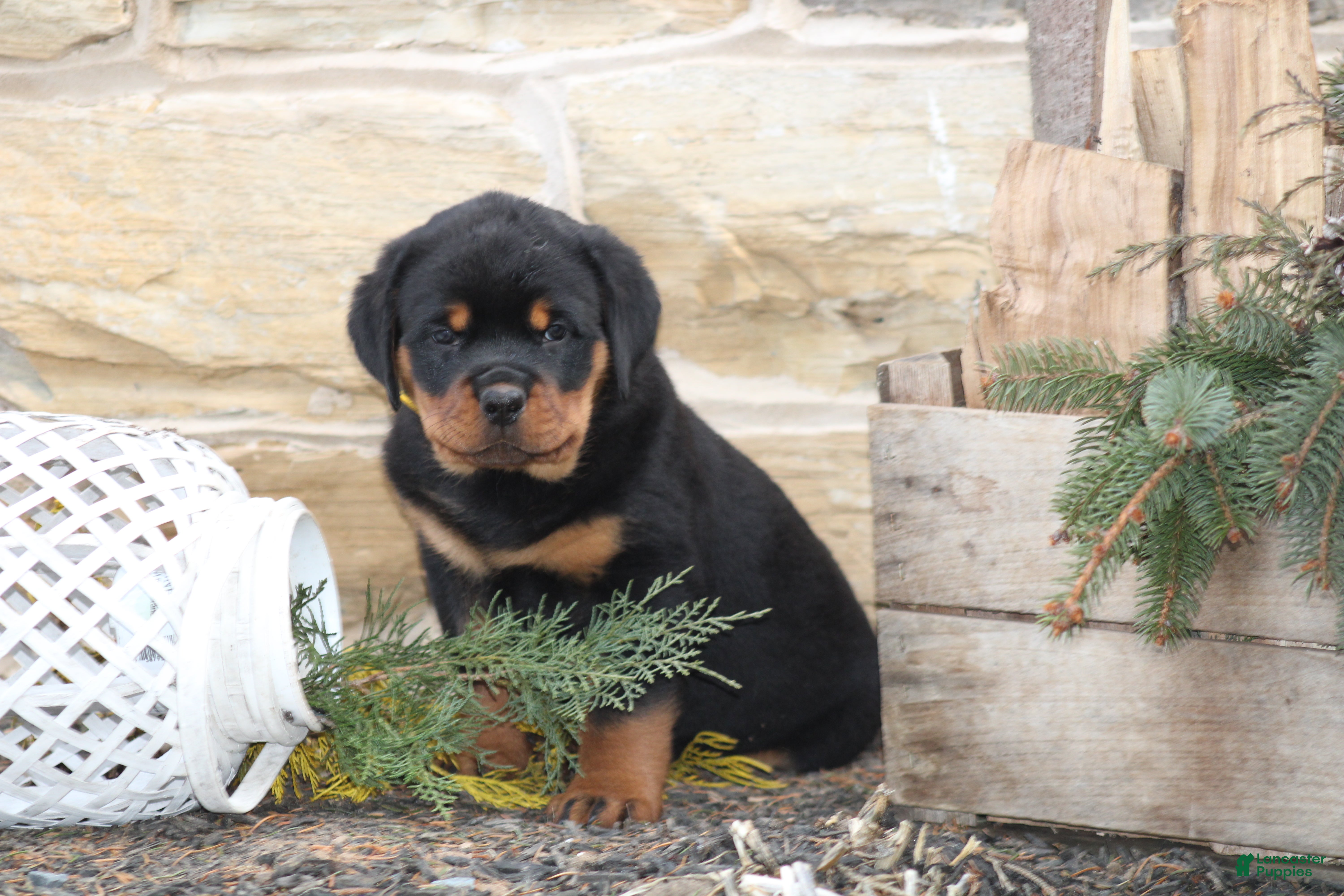 Rottweiler dogs Hope - Ad 34