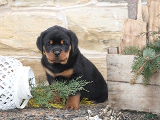 Rottweiler dogs Hope - Ad 34