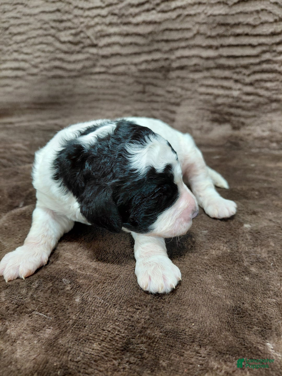 Bernedoodle dogs for sale: Baxter - Ad 6