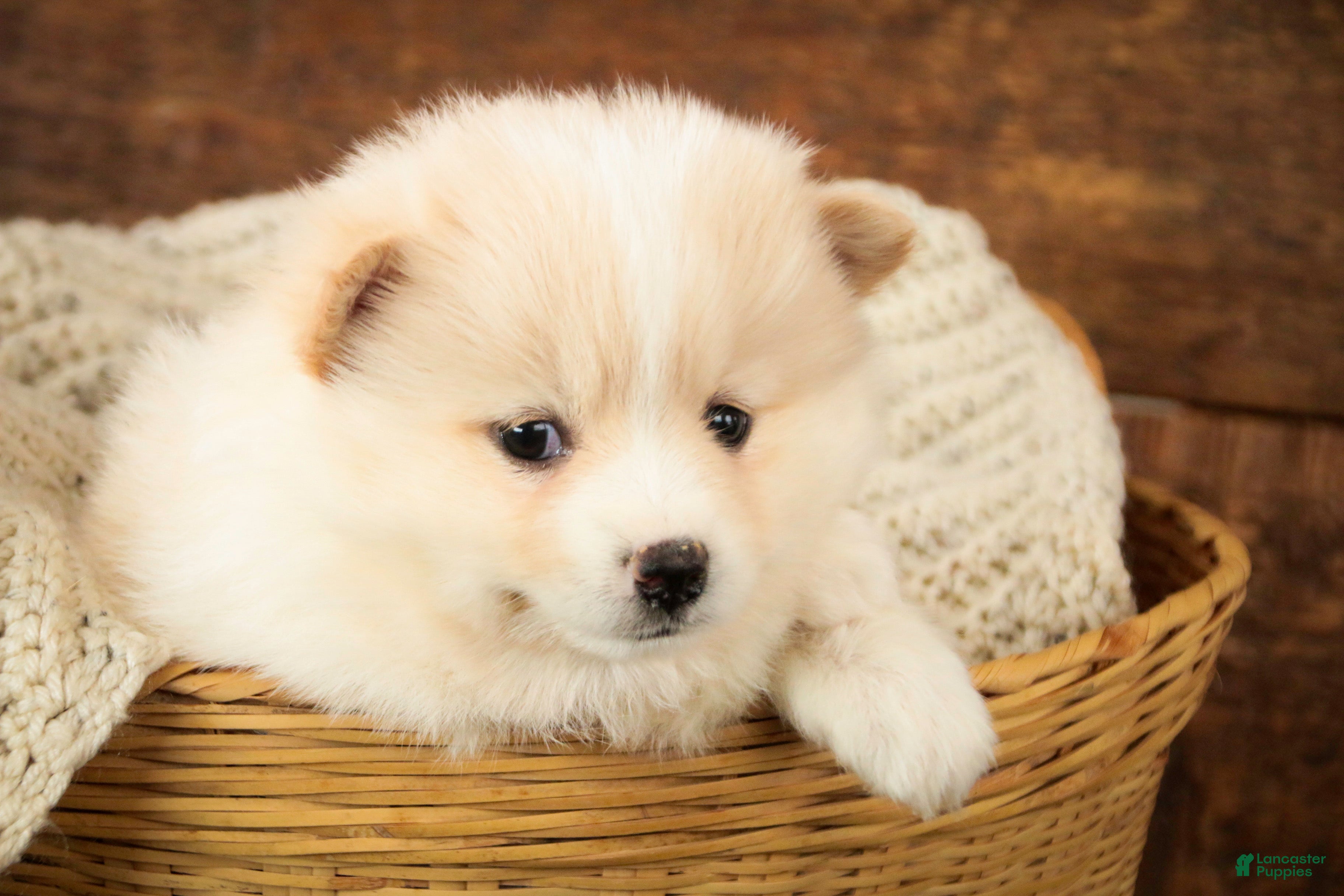 Pomsky dogs Sage - Ad 2