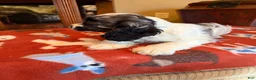 Cocker Spaniel dogs for sale: Black Jack - Ad 8
