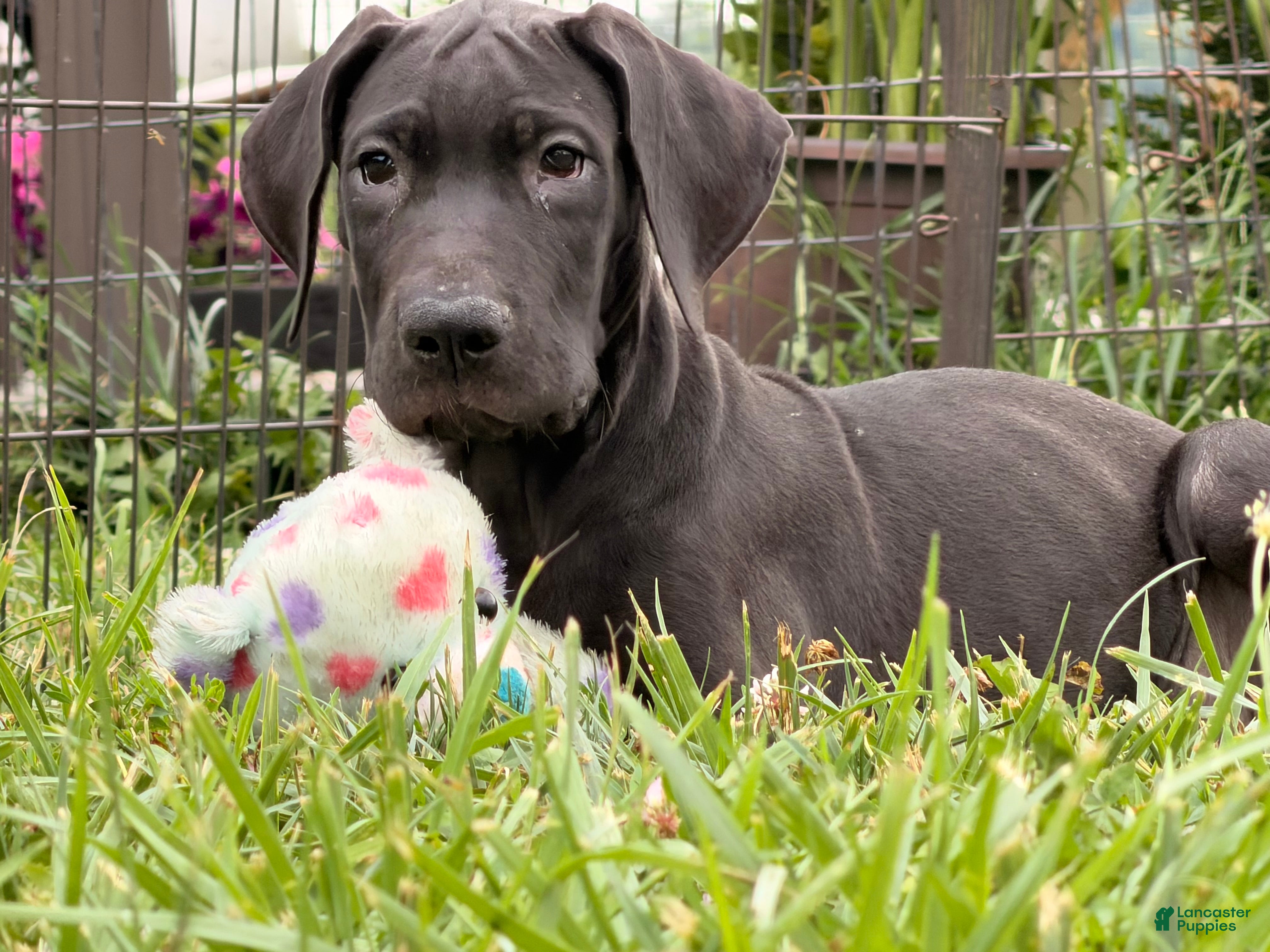 Great Dane dogs Pam Great Dane  - Ad 1