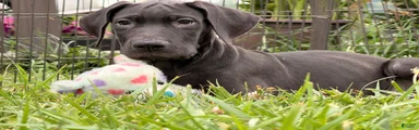 Pam Great Dane 