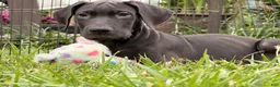 Great Dane dogs for sale: Pam Great Dane  - Ad 1