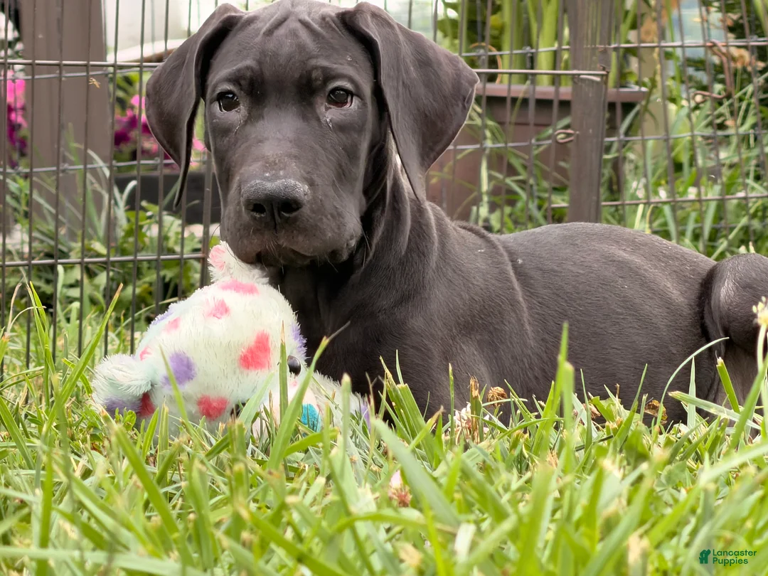 Great Dane dogs for sale: Pam Great Dane  - Ad 1