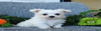 Morris