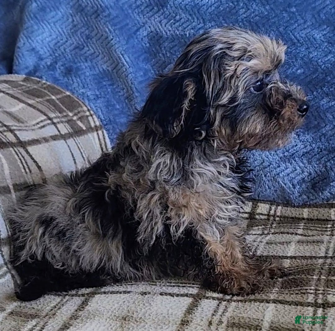 Yorkiepoo dogs for sale: Pixie - Ad 7