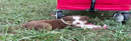 Australian Shepherd dogs for sale: Chubbie - Ad 7