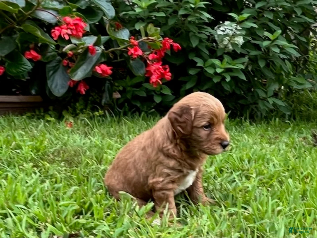 Mini Goldendoodle dogs for sale: Teddy - Ad 4