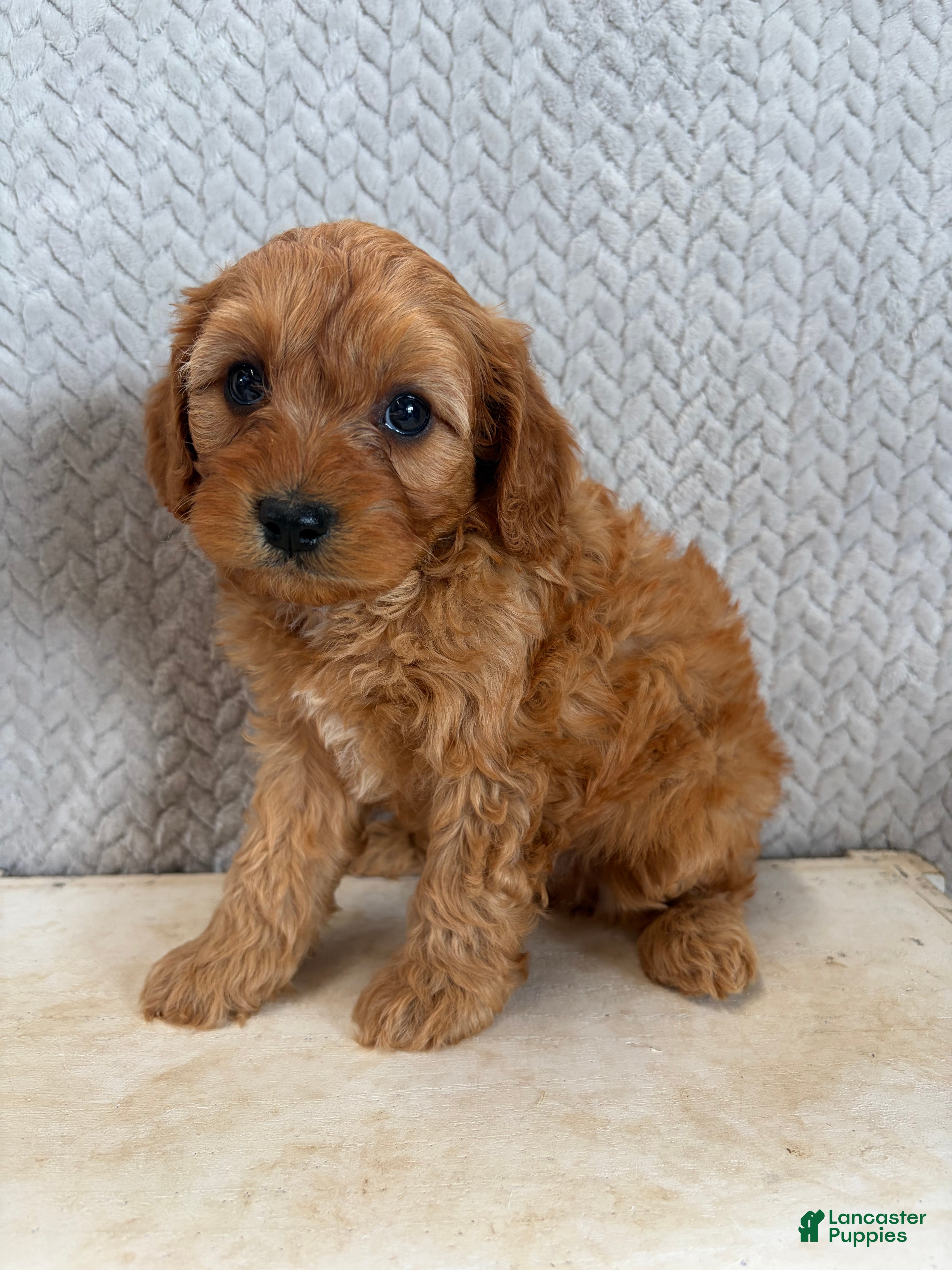 Cavapoo dogs Mason - Ad 2
