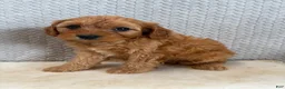 Cavapoo dogs for sale: Mason - Ad 2