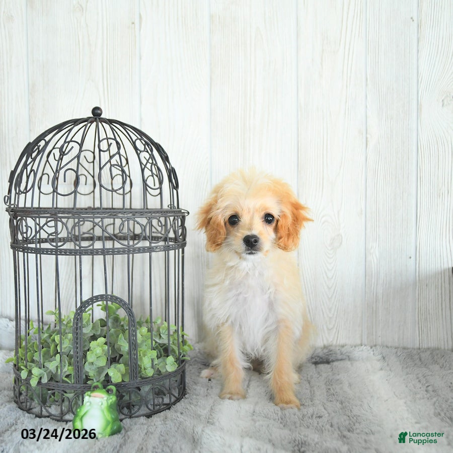 Cockapoo dogs Bandit EXTRA SMALL  - Ad 2