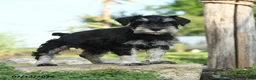 Miniature Schnauzer dogs for sale: Lassie - Ad 5