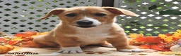Welsh Corgi Pembroke dogs for sale: Dexter - Ad 5