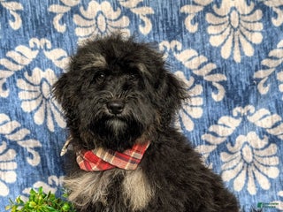 Havapoo dogs - Ad 19