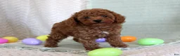 Toy Poodle dogs for sale: Herbie - Ad 1