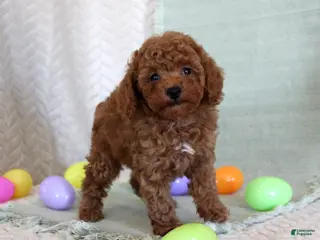 Toy Poodle dogs Herbie - Ad 20