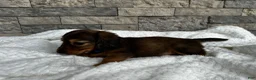Miniature Dachshund dogs for sale: Rex - Ad 3