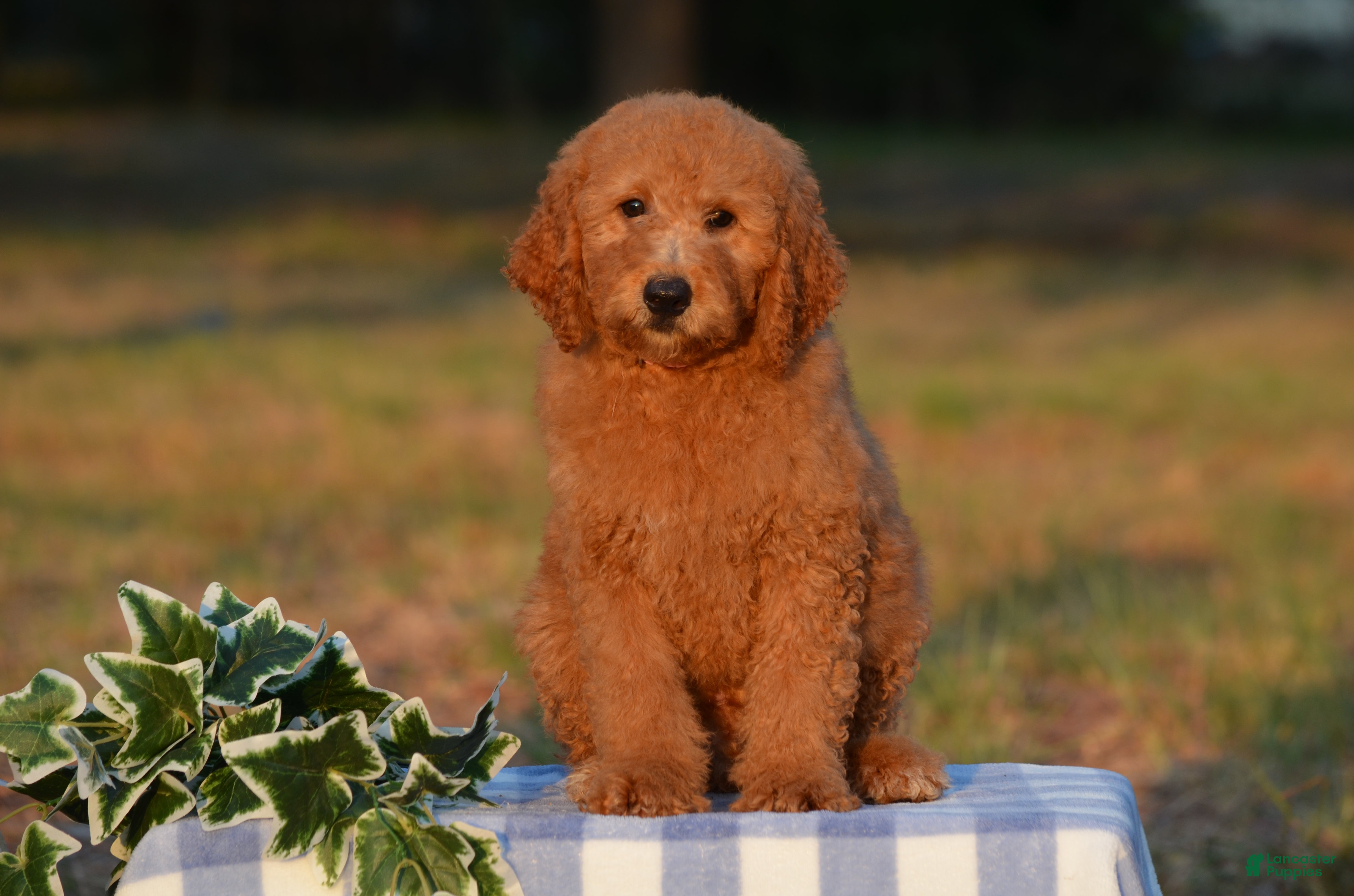 Mini Goldendoodle dogs Ash  - Ad 1