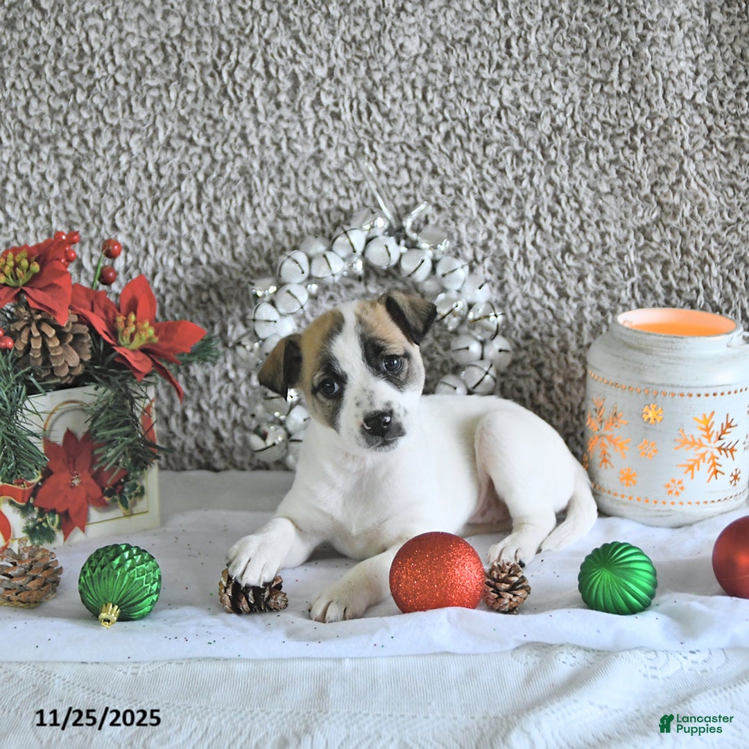 Jack Russell Terrier dogs for sale: Dixie - Ad 4