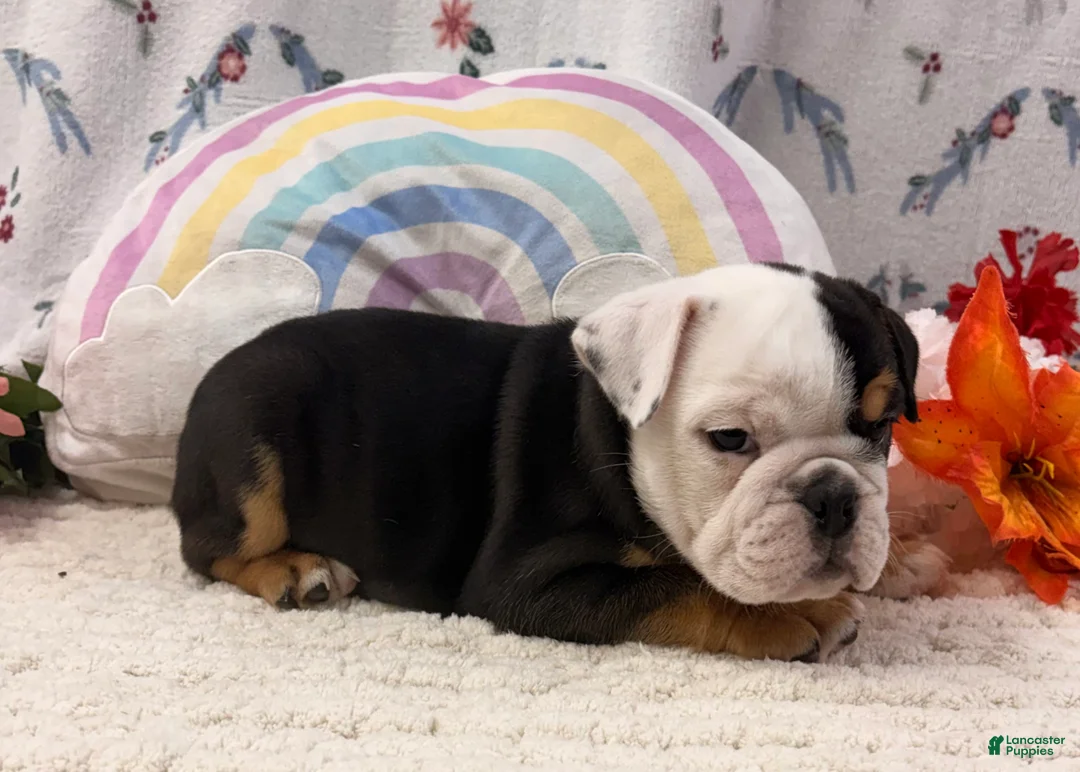 English Bulldog dogs for sale: Betty - Ad 3