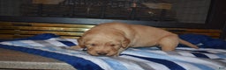 Golden Retriever dogs for sale: Charger - Ad 3