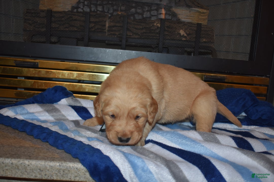 Golden Retriever dogs for sale: Charger - Ad 3
