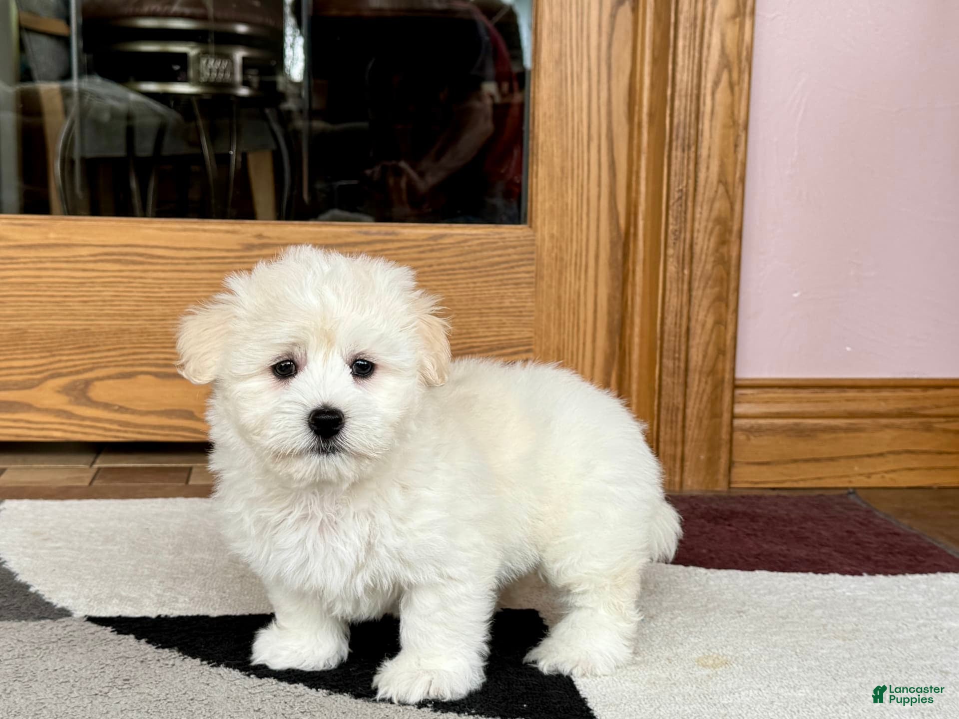 Coton De Tulear dogs Rodney - Ad 1
