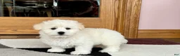 Coton De Tulear dogs for sale: Rodney - Ad 1