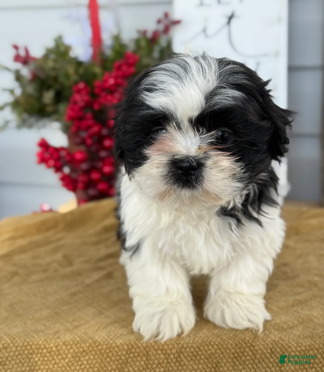 Shih Tzu dogs for sale: Pip - Ad 1