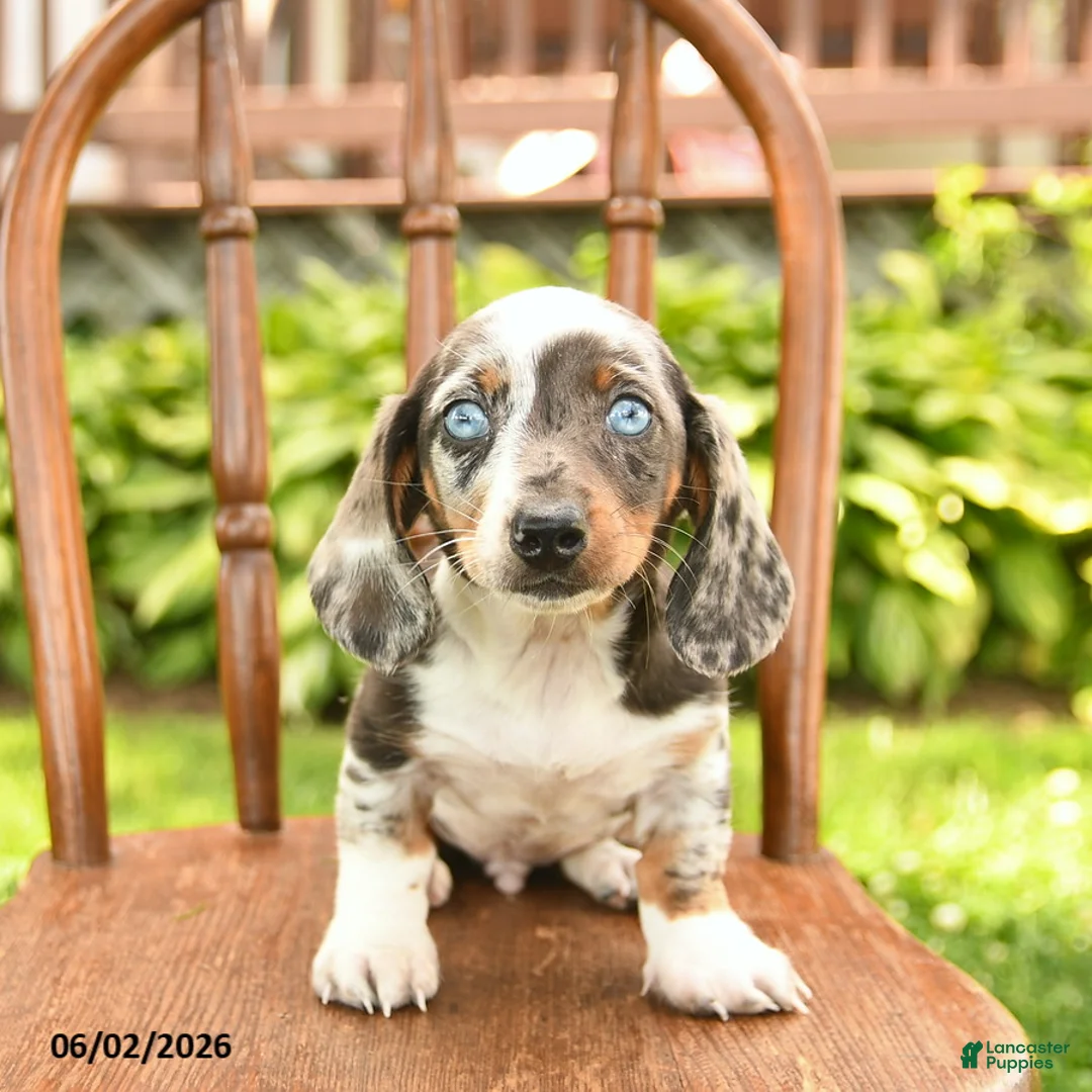 Miniature Dachshund dogs for sale: Owen  - Ad 1