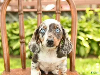 Miniature Dachshund dogs for sale: Owen - Ad 1