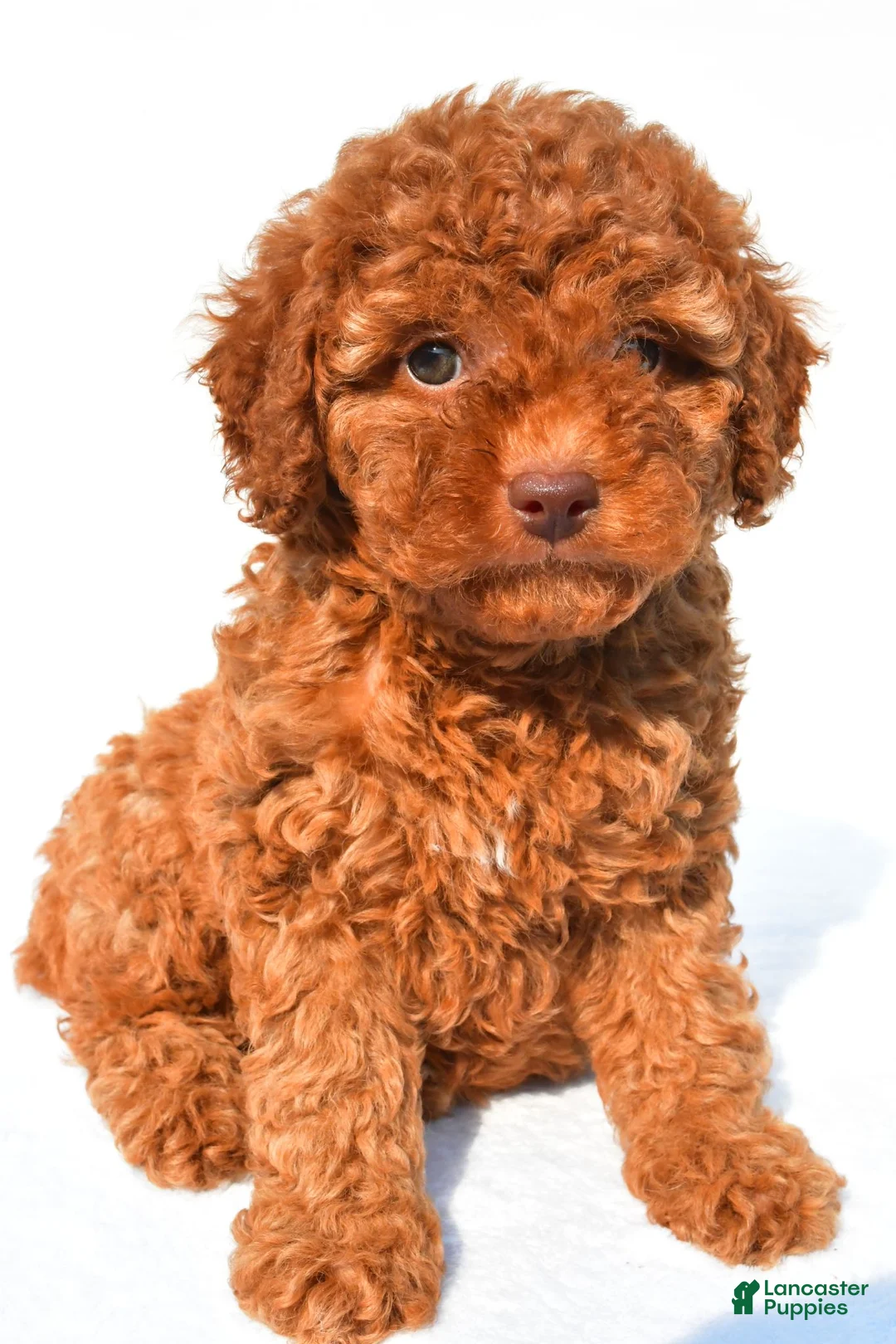 Miniature Poodle dogs for sale: Piper - Ad 1