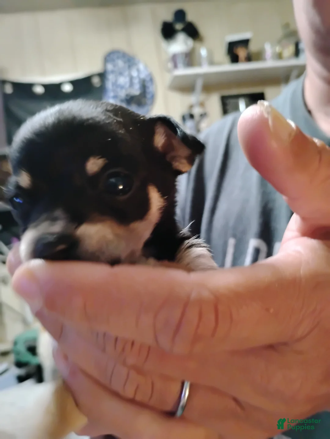 Chihuahua dogs for sale: Chihuahua Puppy 1 - Ad 1