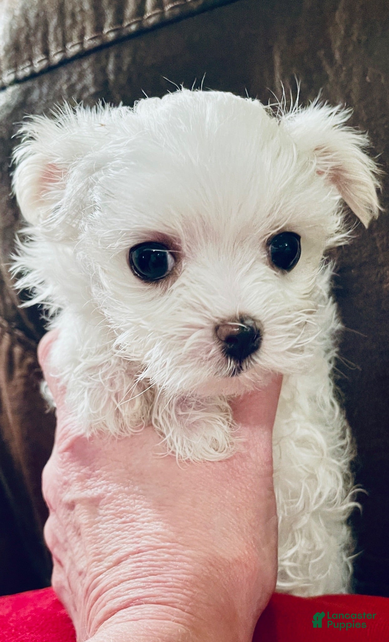 Maltese dogs Maltese 1 - Ad 1