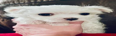 Maltese 1