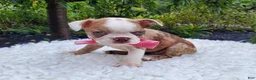 Boston Terrier dogs for sale: Honey - Ad 4