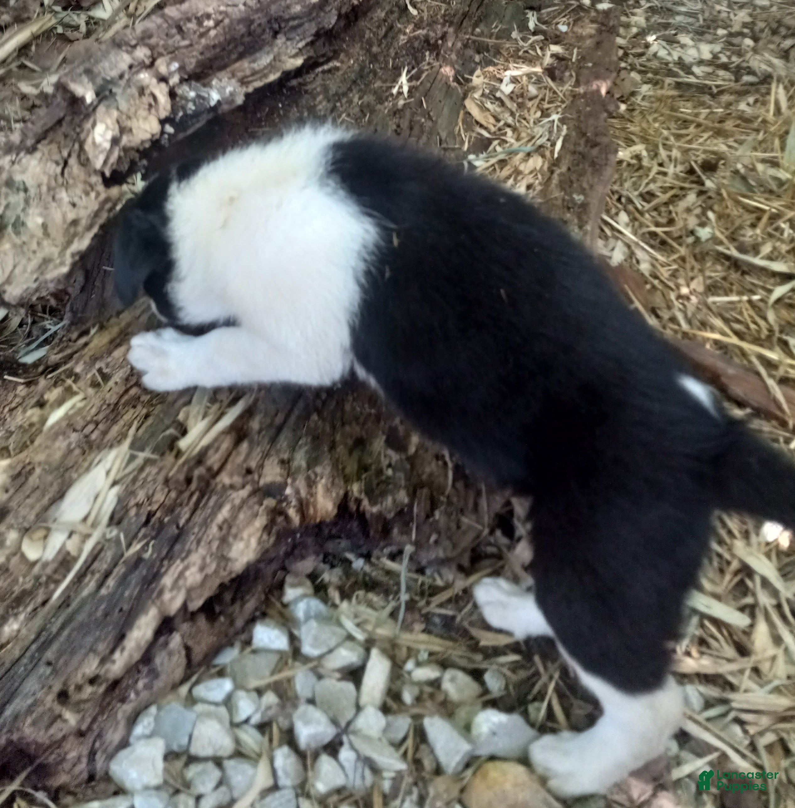 Border Collie dogs Lucy - Ad 2