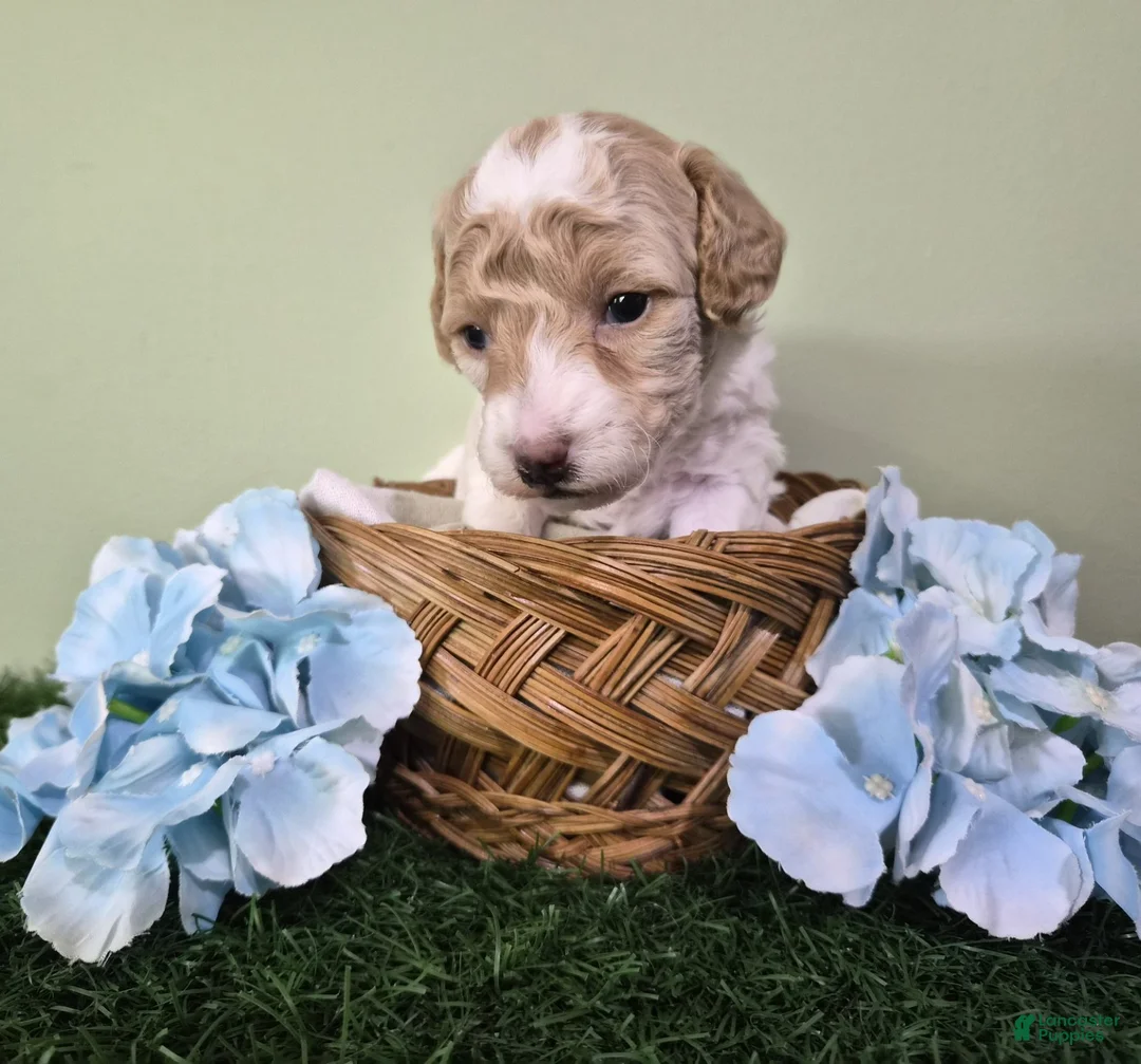 Miniature Poodle dogs for sale: Ferrari - Ad 2