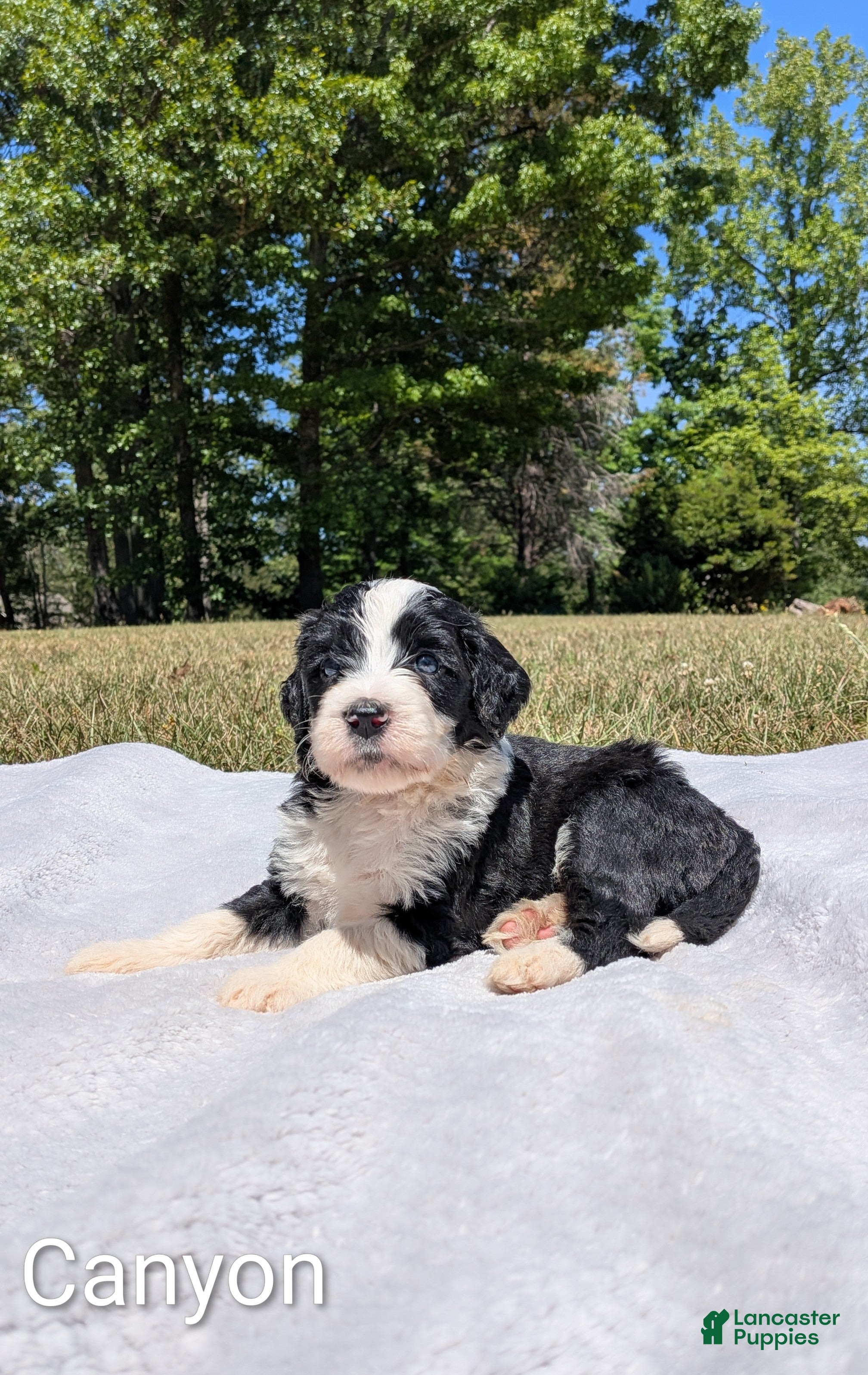 Mixed Breed dogs Canyon - Ad 1