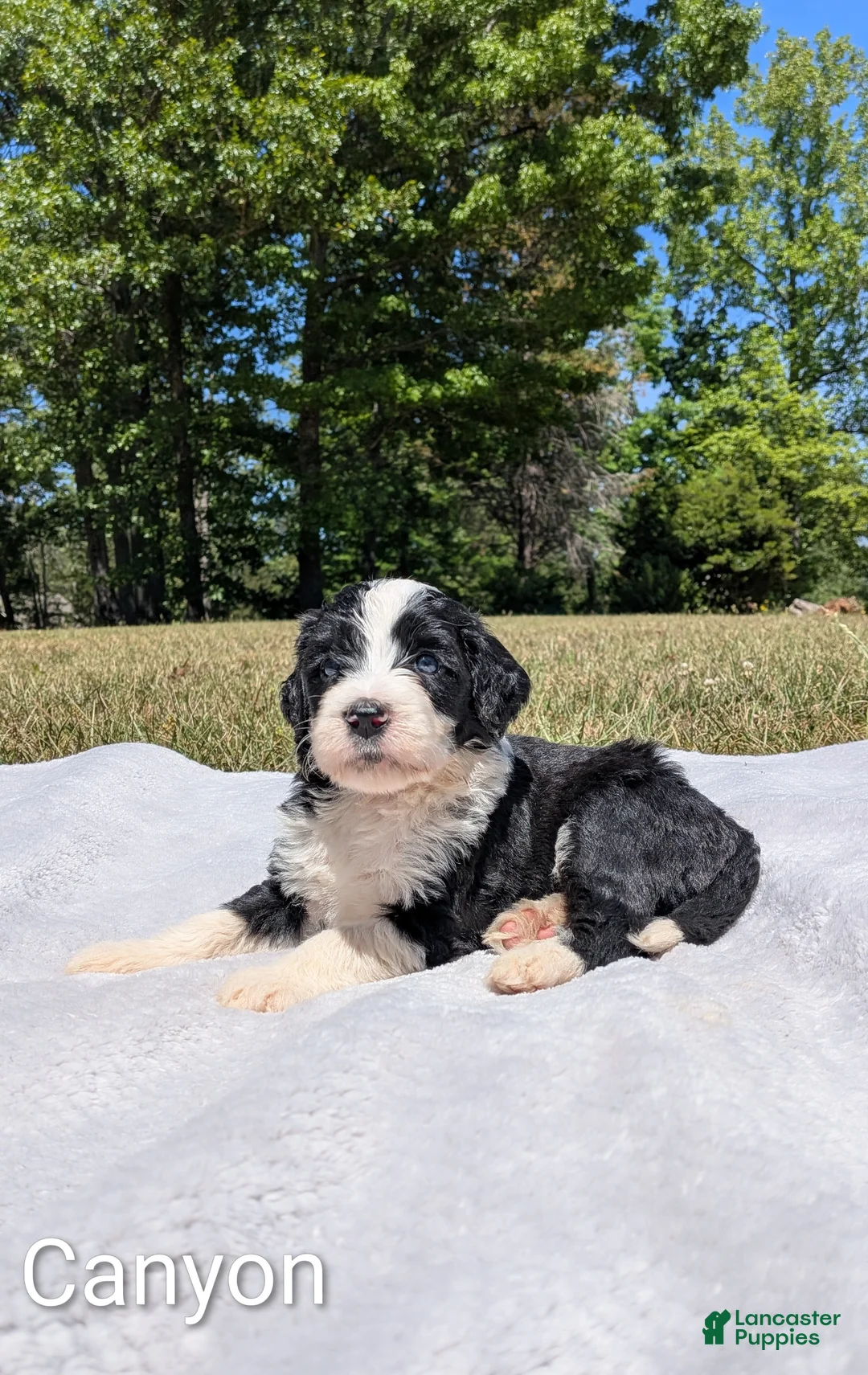Mixed Breed dogs for sale: Canyon - Ad 1