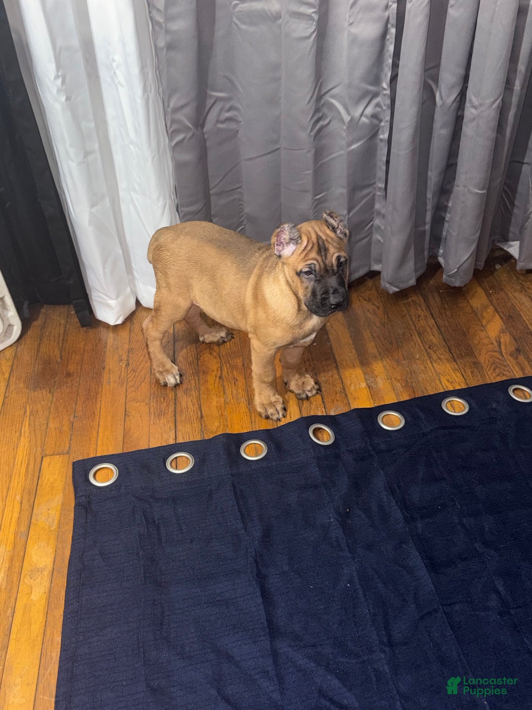 Cane Corso dogs for sale: Cane Corso Puppy 1 - Ad 3