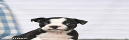 Boston Terrier dogs for sale: Roxy - Ad 5