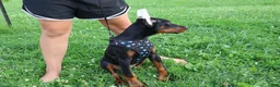 Doberman Pinscher dogs for sale: Doberman Pinscher 4 - Ad 22