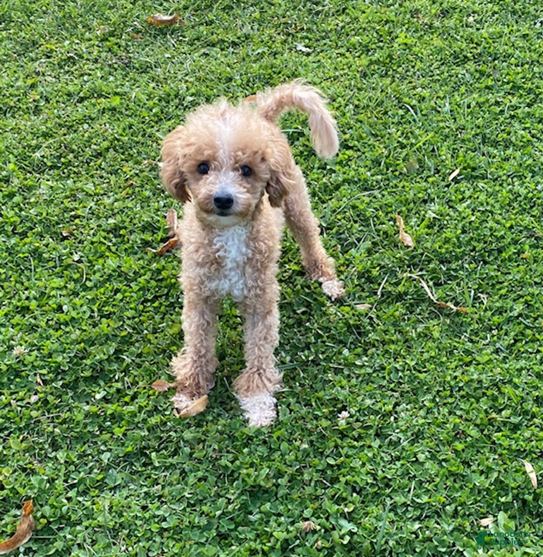 Toy Poodle dogs for sale: Angel - Ad 4