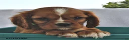Cavalier King Charles Spaniel dogs for sale: Tom  - Ad 3
