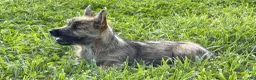 Cairn Terrier dogs for sale: Daisy  - Ad 3
